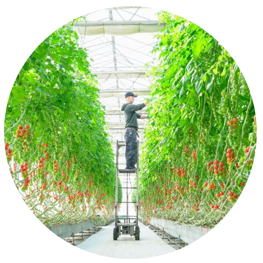 サニーサイドファーム