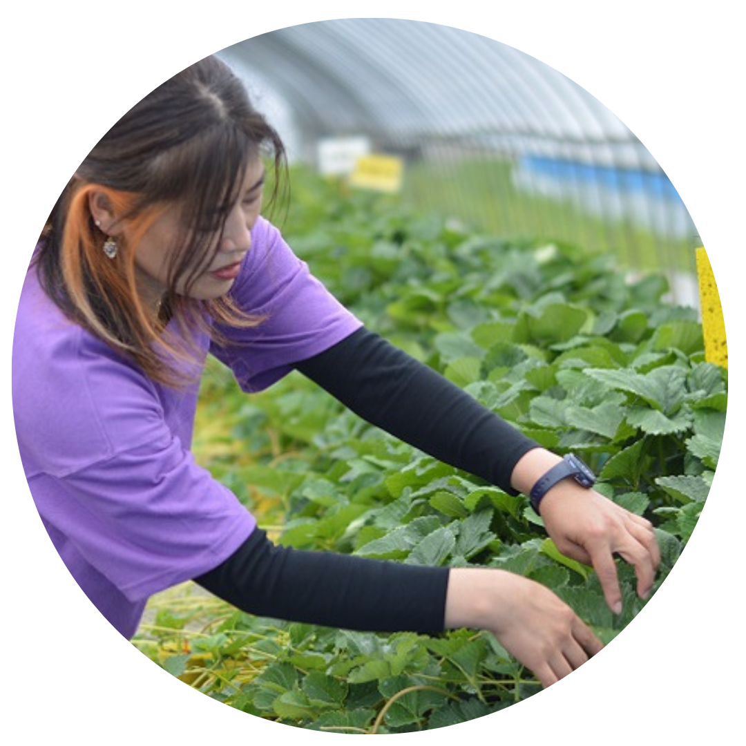 猪野さんちのいちご農園