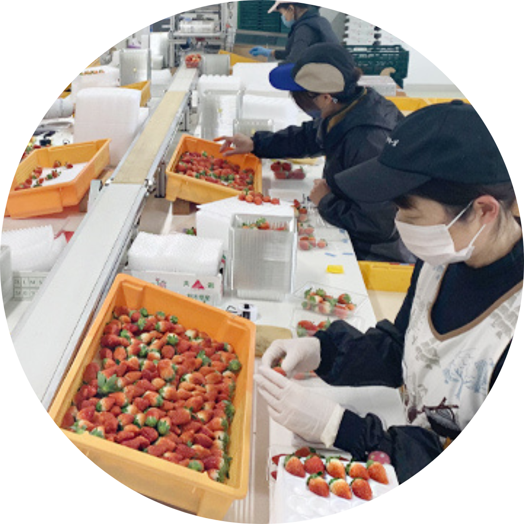 ベリーズ・バトン